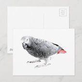 "African Grey" Parrot Briefkaart (Voorkant / Achterkant)