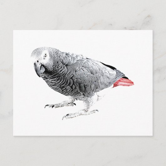"African Grey" Parrot Briefkaart (Voorkant)