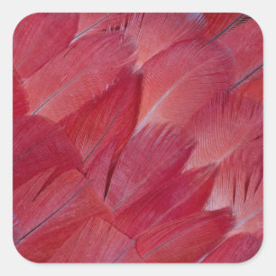 African Grey Parrot Feather Design Vierkante Sticker