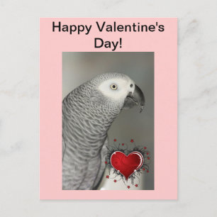 African Grey Parrot Happy Valentine's Day Briefkaa Feestdagenkaart