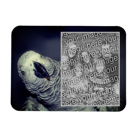 African Grey Parrot Lijst Uw foto toevoegen Magneet (Horizontaal)