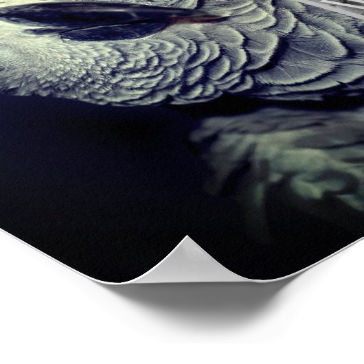 African Grey Parrot Lijst Uw foto toevoegen Poster (Hoek)