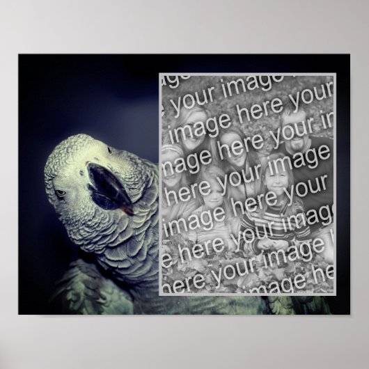 African Grey Parrot Lijst Uw foto toevoegen Poster (Voorkant)