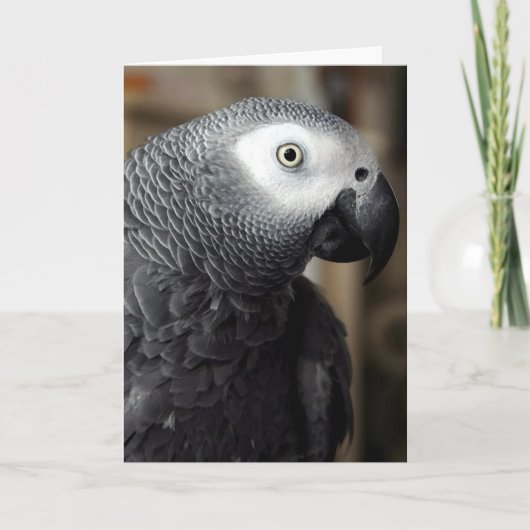 African Grey Parrot Portrait Blank Greeting Card Kaart (Voorkant)