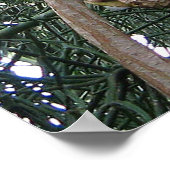 African Grey Parrot Print (Hoek)