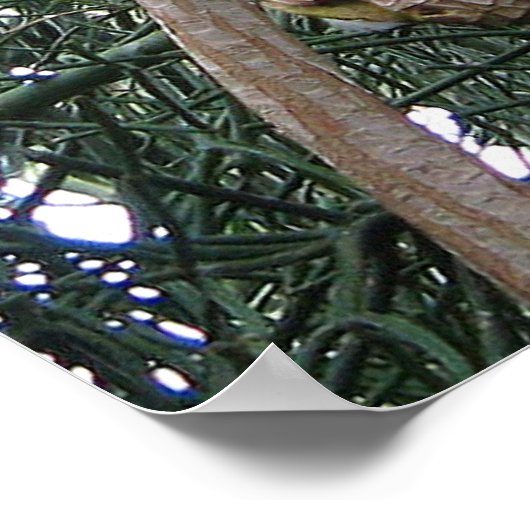 African Grey Parrot Print (Hoek)