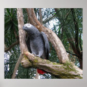 African Grey Parrot Print (Voorkant)