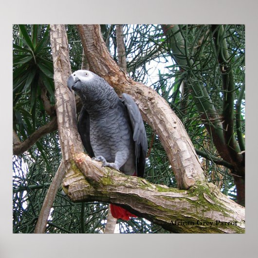 African Grey Parrot Print (Voorkant)
