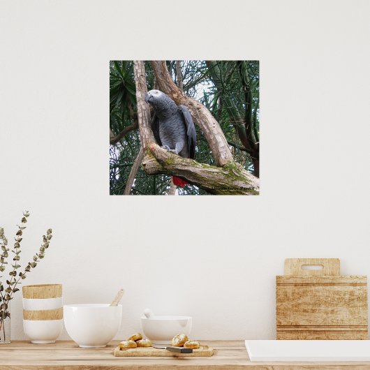 African Grey Parrot Print (Keuken)
