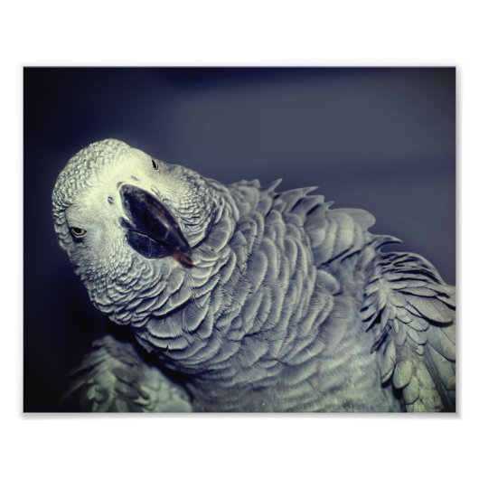 African Grey Parrot Schattige Bird 8x10 Foto Afdruk (Voorkant)