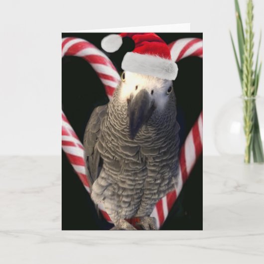 African Grey Parrot Vakantie Seizoen Kaart (Voorkant)