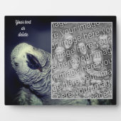 African Grey Parrot Voeg je eigen foto toe Fotoplaat (Voorkant)