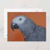African Grey Photo Briefkaart (Voorkant / Achterkant)