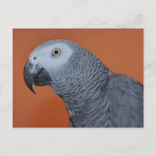 African Grey Photo Briefkaart
