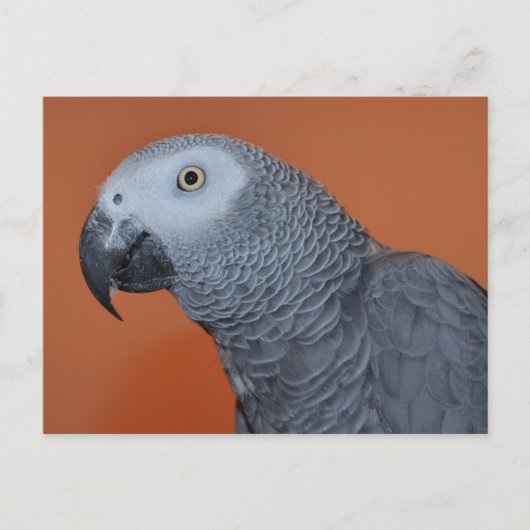 African Grey Photo Briefkaart (Voorkant)