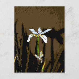 African Iris Fortnight Lily Flower Briefkaart