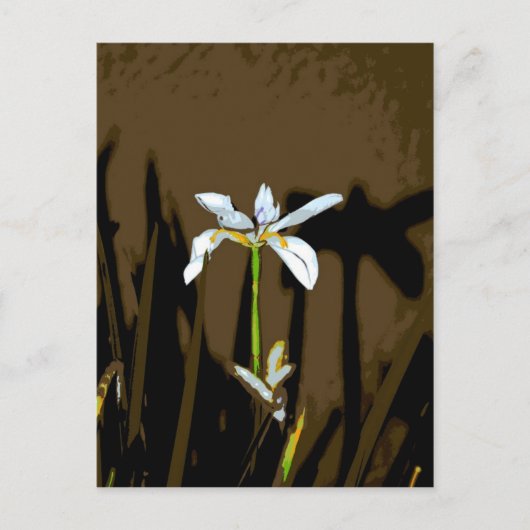 African Iris Fortnight Lily Flower Briefkaart (Voorkant)