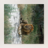 African Lion 20 x 20 Puzzle Legpuzzel (Horizontaal)