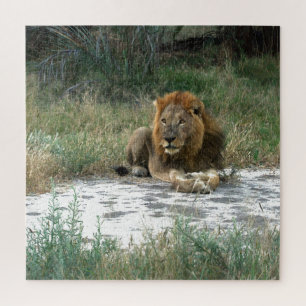 African Lion 20 x 20 Puzzle Legpuzzel