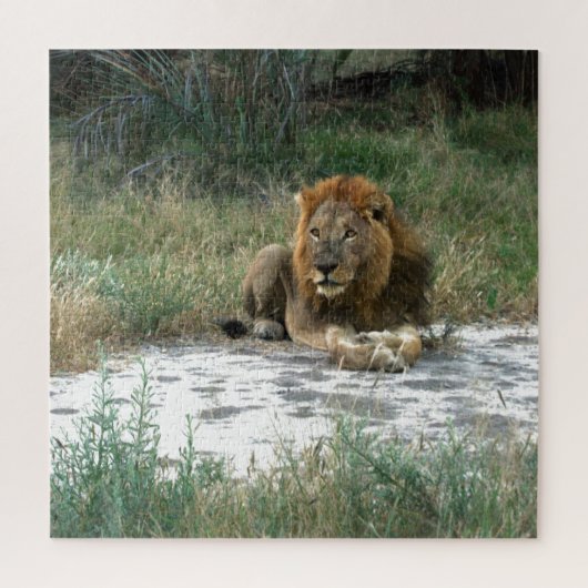 African Lion 20 x 20 Puzzle Legpuzzel (Verticaal)