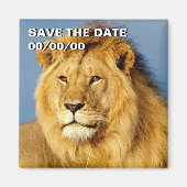 African Lion 2 Save-the-Date Magneet (Voorkant)