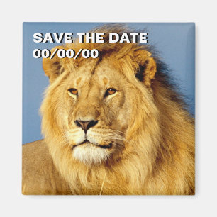 African Lion 2 Save-the-Date Magneet
