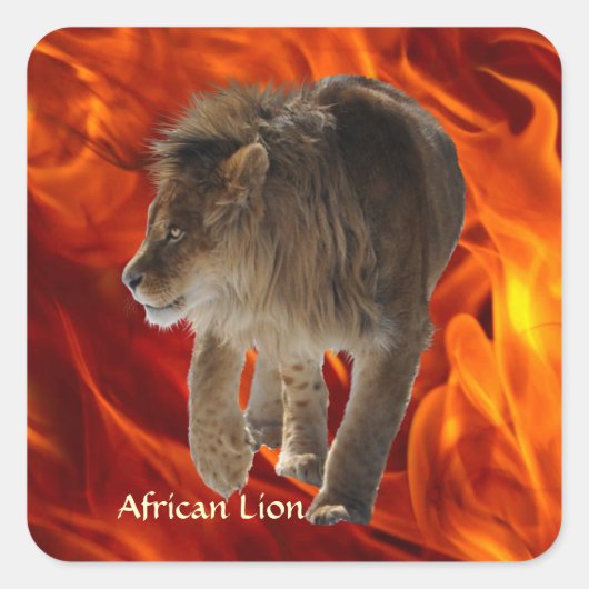 AFRICAN LION Big 5 Big Cat Wildlife Foto Stickers (Voorkant)