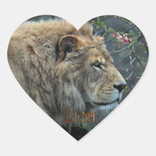 AFRICAN LION Big Five Big Cat Wildlife Stickers