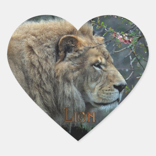 AFRICAN LION Big Five Big Cat Wildlife Stickers (Voorkant)