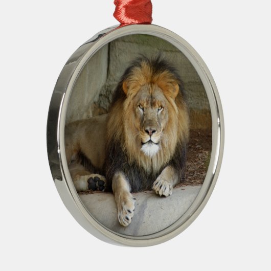African Lion Kerstversiering Metalen Ornament (Rechts)