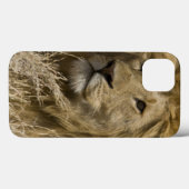 African Lion, Panthera leo, Case-Mate iPhone Case (Achterkant (horizontaal))