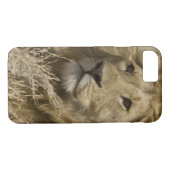 African Lion, Panthera leo, Case-Mate iPhone Case (Achterkant (Horizontaal))
