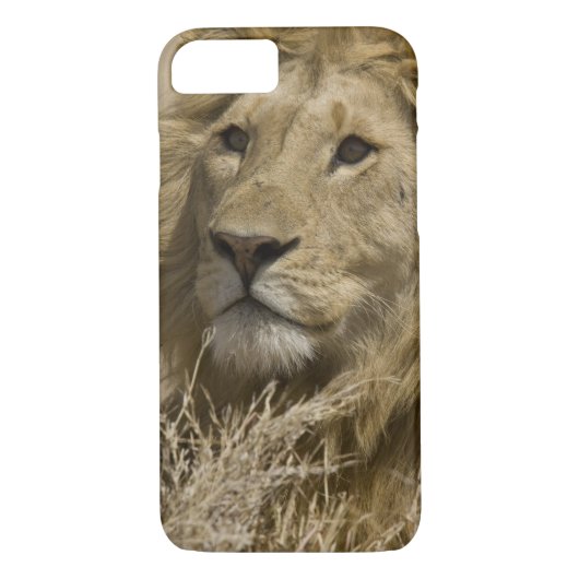 African Lion, Panthera leo, Case-Mate iPhone Case (Achterkant)