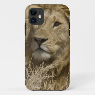African Lion, Panthera leo, iPhone 11 Hoesje