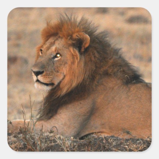 African Lion Sticker (Voorkant)