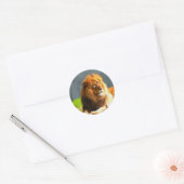 African Lion stickers (Envelop)
