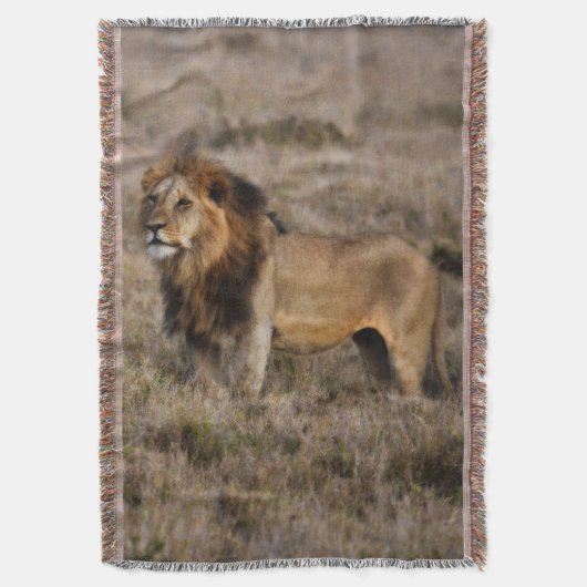 African Lion Throw Blanket Deken (Voorkant Verticaal)
