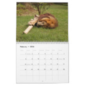 African Lions Calendar Kalender (Feb 2026)