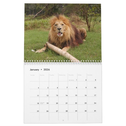 African Lions Calendar Kalender (Jan 2026)