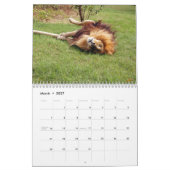 African Lions Calendar Kalender (Mar 2027)