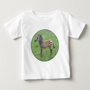 African Ngorongoro Baby Zebra