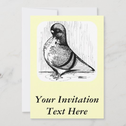 African Owl Pigeon 1978 Kaart (Voorkant)