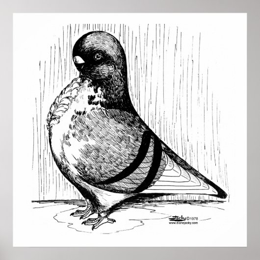 African Owl Pigeon 1978 Poster (Voorkant)