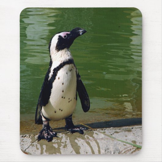 African Penguin Mousepad Muismat (Voorkant)