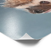 African Pigmy Hedgehog Poster (Hoek)