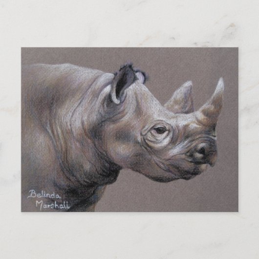 African Rhino Drawing Postcard Briefkaart (Voorkant)