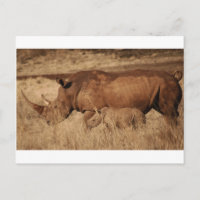 African Rhino Mam and baby