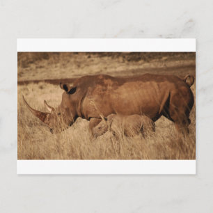 African Rhino Mam and baby Briefkaart