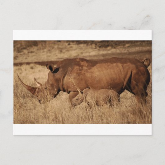 African Rhino Mam and baby Briefkaart (Voorkant)
