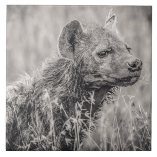 African Spotted Hyena Tegeltje